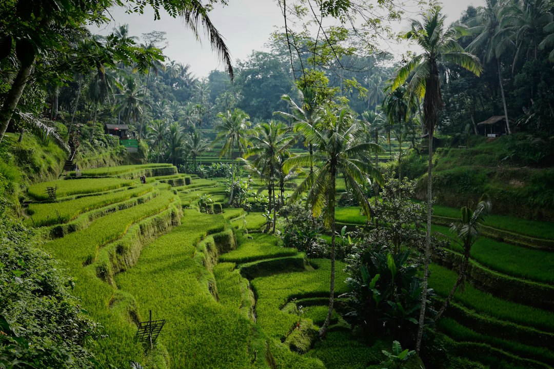 Tegallalang rice terraces near Ubud, Bali, Indonesia, used for comparing Bali base choices
