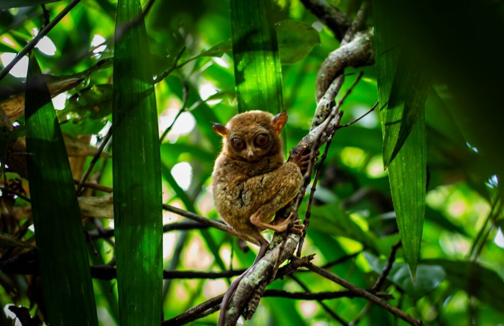 Bohol Tarsier Sanctuary Guide: How to See Wildlife Without Harming It